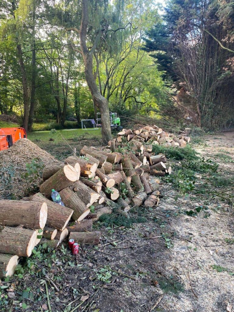 This is a photo of a wood area which is having multiple trees removed. The trees have been cut up into logs and are stacked in a row. St Neots Tree Surgeons